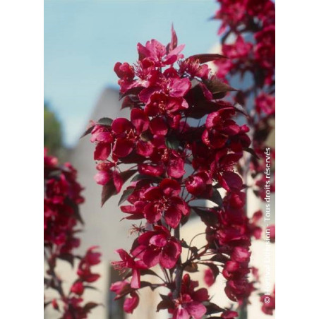 MALUS ROYALTY MALUS ROYALTY