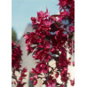 MALUS ROYALTY
