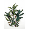 MALUS VAN ESELTINE (Pommierd 'ornement)