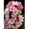 MALUS VAN ESELTINE (Pommierd 'ornement)