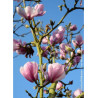 MAGNOLIA denudata FESTIROSE