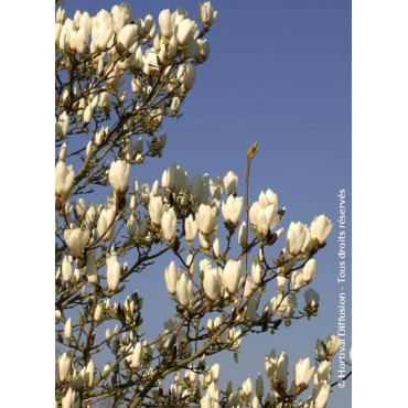 MAGNOLIA MANCHU FAN