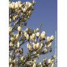 MAGNOLIA MANCHU FAN