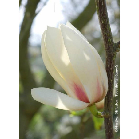MAGNOLIA MANCHU FAN MAGNOLIA MANCHU FAN