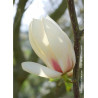 MAGNOLIA MANCHU FAN