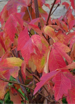 ACER griseum