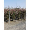 ABELIA grandiflora En pot de 35-50 litres