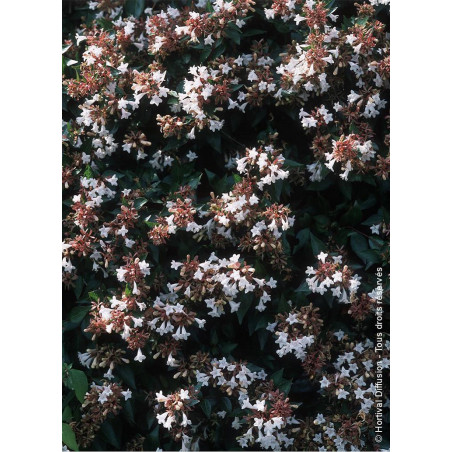 ABELIA grandiflora ABELIA grandiflora