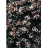 ABELIA grandiflora