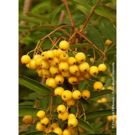 SORBUS aucuparia FASTIGIATA SORBUS aucuparia FASTIGIATA