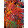 SORBUS aucuparia WETTRA