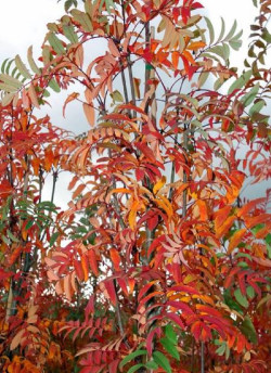 SORBUS aucuparia