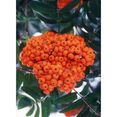 SORBUS aucuparia SORBUS aucuparia