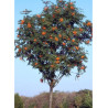 SORBUS aucuparia