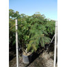 ALBIZIA julibrissin OMBRELLA En pot de 35-50 litres buisson hauteur 150-175 cm