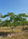 arbre-a-soie-ombrella-albizia-julibrissin-ombrella-3.jpg