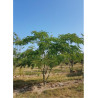 ALBIZIA julibrissin OMBRELLA
