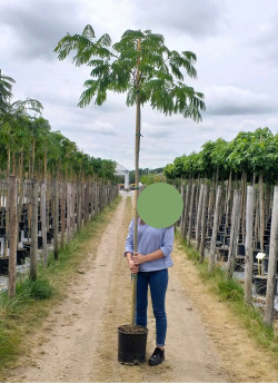 ALBIZIA julibrissin OMBRELLA En pot de 35-50 litres tige hauteur du tronc 190-210 cm circonférence du tronc 10-12 cm