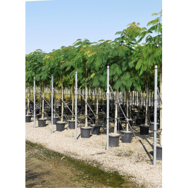 ALBIZIA julibrissin OMBRELLA En pot de 35-50 litres tige hauteur du tronc 190-210 cm circonférence du tronc 12-14 cm