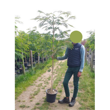 ALBIZIA julibrissin OMBRELLA En pot de 15-20 litres baliveau hauteur 150-200 cm
