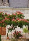 arbre-a-soie-ombrella-albizia-julibrissin-ombrella-1.jpg