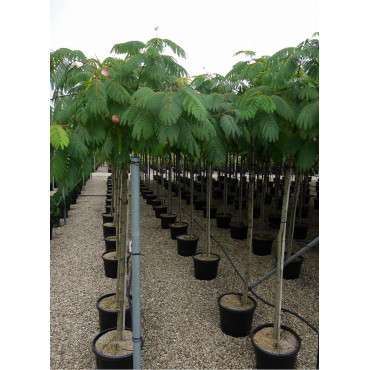 ALBIZIA julibrissin OMBRELLA En pot de 35-50 litres tige hauteur du tronc 190-210 cm circonférence du tronc 12-14 cm