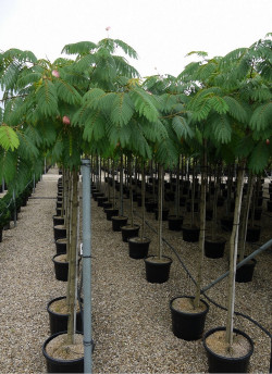 ALBIZIA julibrissin OMBRELLA En pot de 35-50 litres tige hauteur du tronc 190-210 cm circonférence du tronc 12-14 cm
