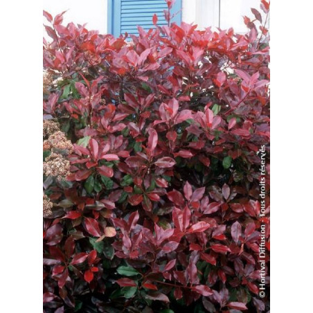 PHOTINIA fraseri RED ROBIN PHOTINIA fraseri RED ROBIN
