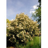 PHOTINIA fraseri RED ROBIN