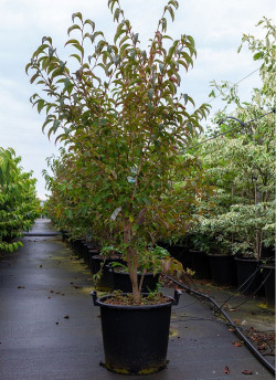 STEWARTIA pseudocamellia En pot de 30-35 litres