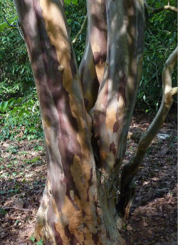 STEWARTIA pseudocamellia