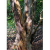 STEWARTIA pseudocamellia