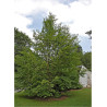 STEWARTIA pseudocamellia