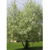 PRUNUS padus