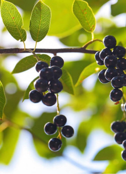 PRUNUS padus