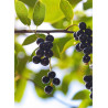 PRUNUS padus