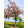 PRUNUS serrulata SHIROFUGEN