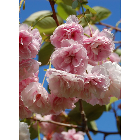 PRUNUS serrulata SHIROFUGEN PRUNUS serrulata SHIROFUGEN