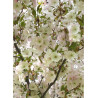 PRUNUS serrulata SUNSET BOULEVARD