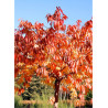 PRUNUS serrulata TAIHAKU