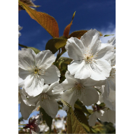 PRUNUS serrulata TAIHAKU PRUNUS serrulata TAIHAKU