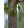 PRUNUS avium PLENA