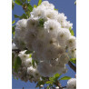 PRUNUS avium PLENA