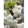 PRUNUS avium PLENA