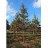 PRUNUS avium PLENA