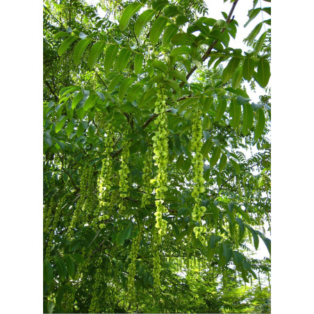 PTEROCARYA fraxinifolia PTEROCARYA fraxinifolia
