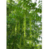 PTEROCARYA fraxinifolia
