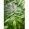 PTEROCARYA fraxinifolia