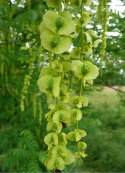 PTEROCARYA fraxinifolia