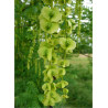 PTEROCARYA fraxinifolia